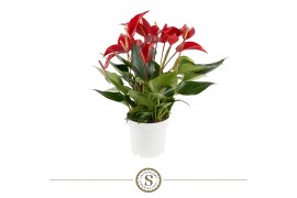 Anthurium banderola roja Anthurium Mille Fleurs Roja 14cm 8 bl.