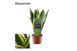 Sansevieria trifasciata futura superba decorum