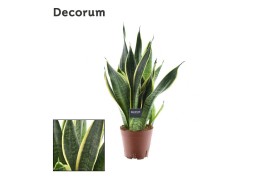 Sansevieria trifasciata futura superba decorum