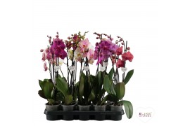 Phalaenopsis mix 2 tak, 14+ bloem - 55/60cm