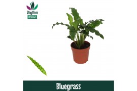 Calathea rufibarba blue grass - Rhythm of Nature