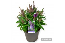 Buddleja davidii butterfly candy little lila Buddleja dav. butterfly C