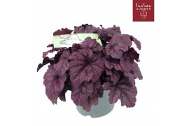 Heuchera indian summer purple