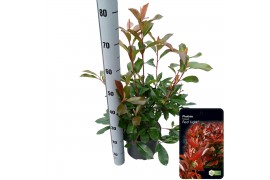 Photinia x fraseri red light