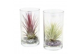 Tillandsia arrangement tillandsia glas longdrink 1 pp overige bl.