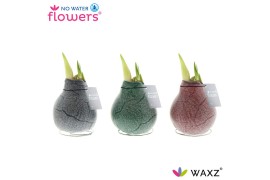 Hippeastrum gewaxt No Water Flowers Waxz Marble