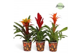 Bromelia mix BOO! potcover - Halloween