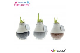 Hippeastrum gewaxt No Water Flowers Waxz Dipz Natural