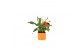 Spathiphyllum pearl cupido KP-753.15 - stippenpot oranje en halloweens