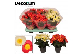 Begonia eliator en. valentino mix decorum