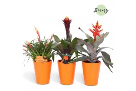 Bromelia mix Florence keramiek - Royal Halloween mix + deco