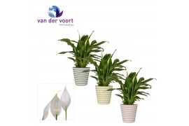 Spathiphyllum chopin 3+ bloem - Soft Illusion smartcup, Vibe