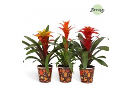 Guzmania mix BOO! potcover - Halloween