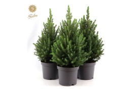 Picea glauca december Picea gl. December® P19 40/50