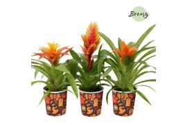 Bromelia mix BOO! potcover - Halloween