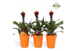 Guzmania Akabar Florence keramiek - Oranje + deco