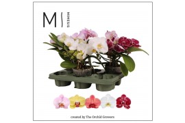 Phalaenopsis muse mix 25+ mimesis