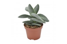 Crassula boomerang