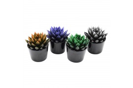 Echeveria miranda bicoloured Halloween mix in Lina black ceramics