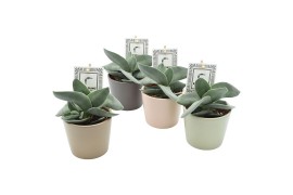 Crassula boomerang in Alina Amigo mix ceramics