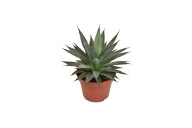 Agave shaka koko