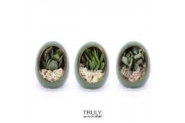 Arrangementen succulenten TRULY Crassula, Egg Green gold 1 pp