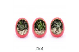 Arrangementen succulenten TRULY Crassula, Egg Red gold 1 pp