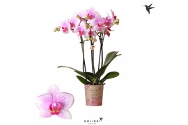 Phalaenopsis multiflora kolibri rotterdam 3 tak kolibri orchids