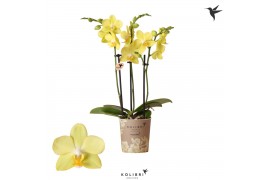 Phalaenopsis multiflora la paz kolibri orchids 3 tak