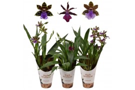 Zygopetalum louisendorf 2 tak mix