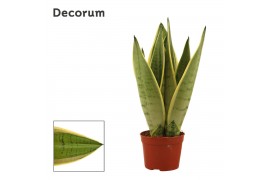 Sansevieria trifasciata white snow decorum