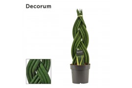 Sansevieria cylindrica braid decorum