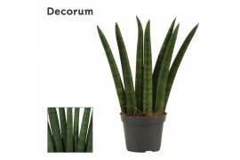 Sansevieria cylindrica fan decorum