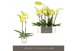 Phalaenopsis anthura ferrara 2 tak optistar in lazio white