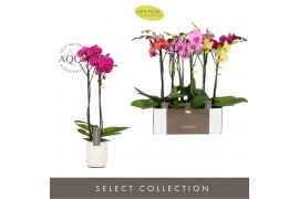 Phalaenopsis mix Optistar Mix 2 spike 50 cm in Molise White Aquo 15 bl