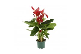 Anthurium andr. melodia 10 bloem