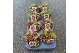 Sempervivum Sempervivum Toetie Froeties ® schaaltje 13, Mix per Pot