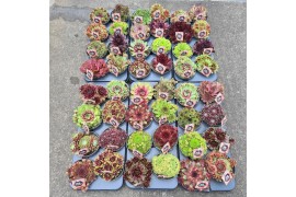 Sempervivum Sempervivum Toetie Froeties ® schaaltje 13, Mix per Tray