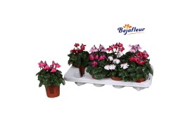 Cyclamen pers. super serie petticoat Cyclaam Petticoat mix 15 cm diame