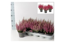 Calluna vulg. beauty ladies mix rood