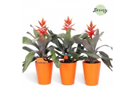 Aechmea pepita elegant flames Florence keramiek - Oranje + Halloween b