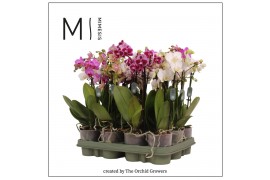 Phalaenopsis multiflora mix 3 tak mimesis