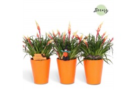 Vriesea multiflower shannon Florence keramiek - Oranje + deco