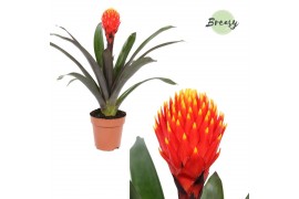 Guzmania tala