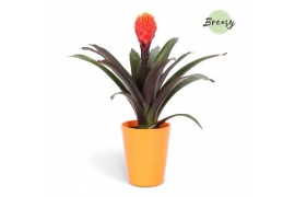 Guzmania tala Florence keramiek - Oranje