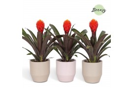 Guzmania tala Palma keramiek