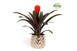 Guzmania tala Royal Crown keramiek