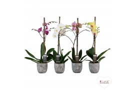 Phalaenopsis Hadithi - Hadithi keramiek + Luxe bedel - 1 tak, 9+ bloem