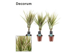 Dracaena marg. bicolor tiny tummy decorum