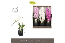 Phalaenopsis mix 1 tak formidablo mix in black abruzzo aquo + giftbox